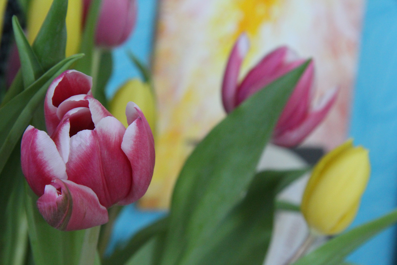 Tulpen