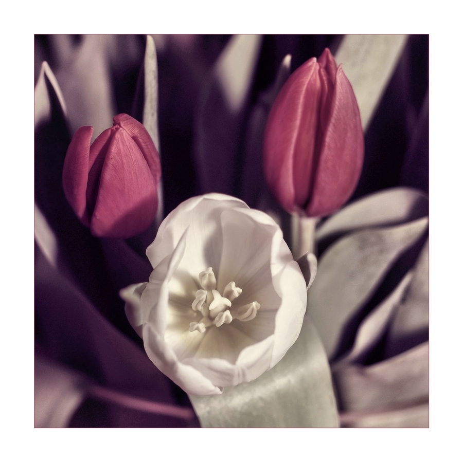 Tulpen