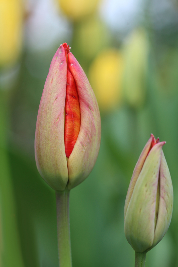 Tulpen