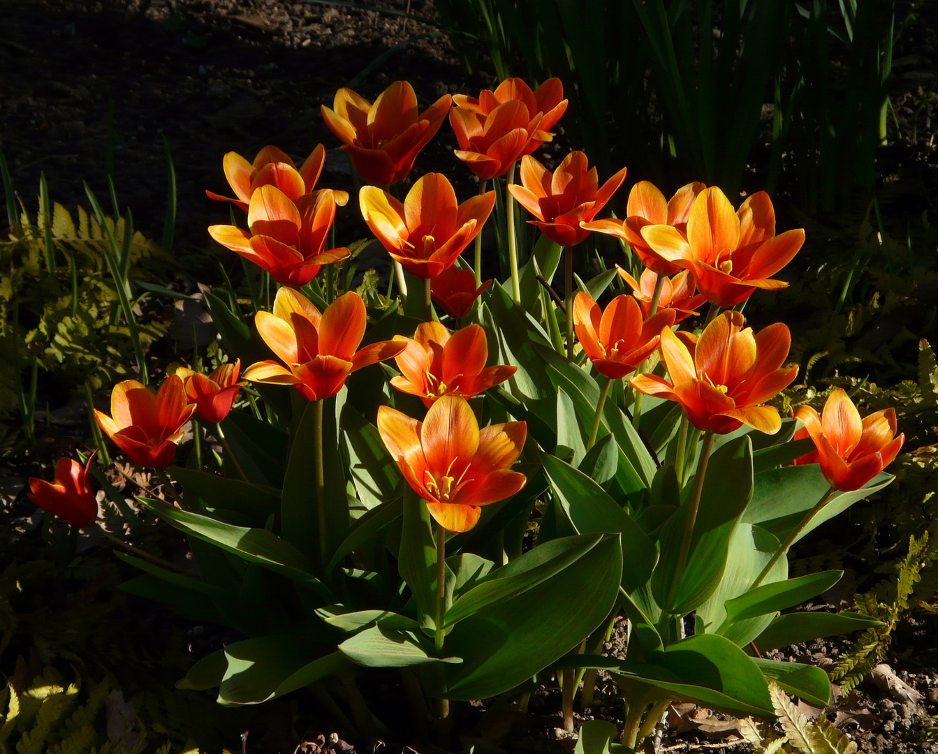 Tulpen