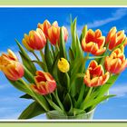 Tulpen