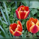 Tulpen