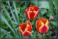 Tulpen