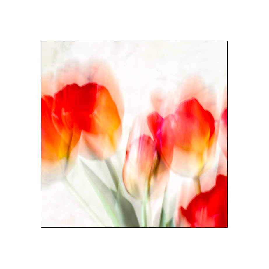 tulpen