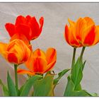 Tulpen