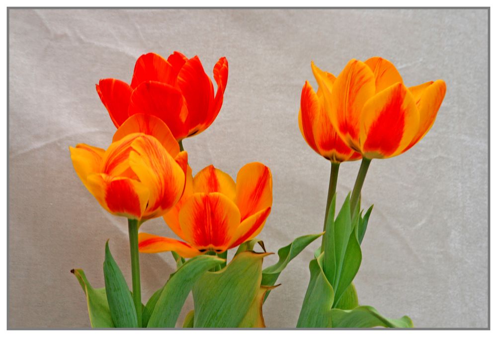 Tulpen