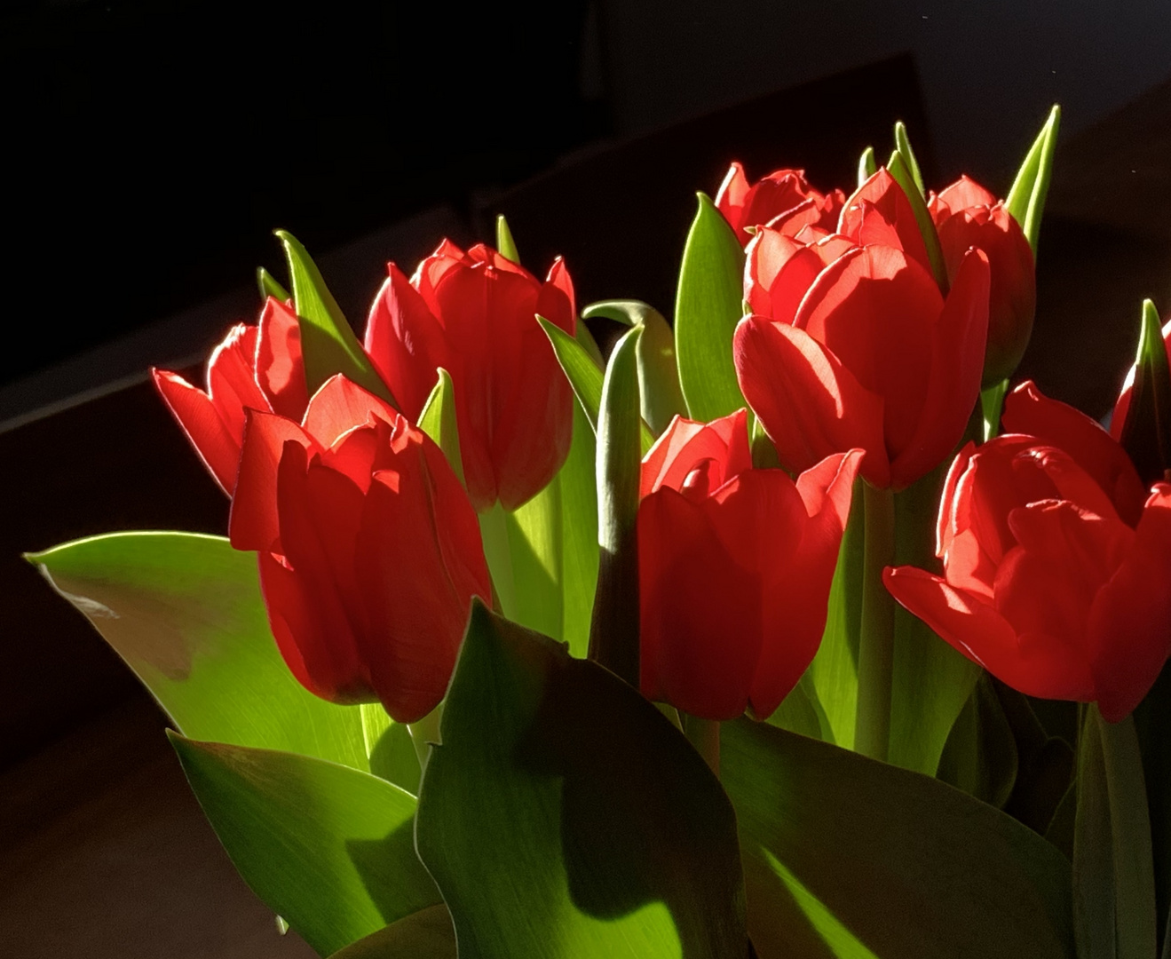 Tulpen - der andere Schnitt 