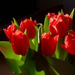 Tulpen - der andere Schnitt 