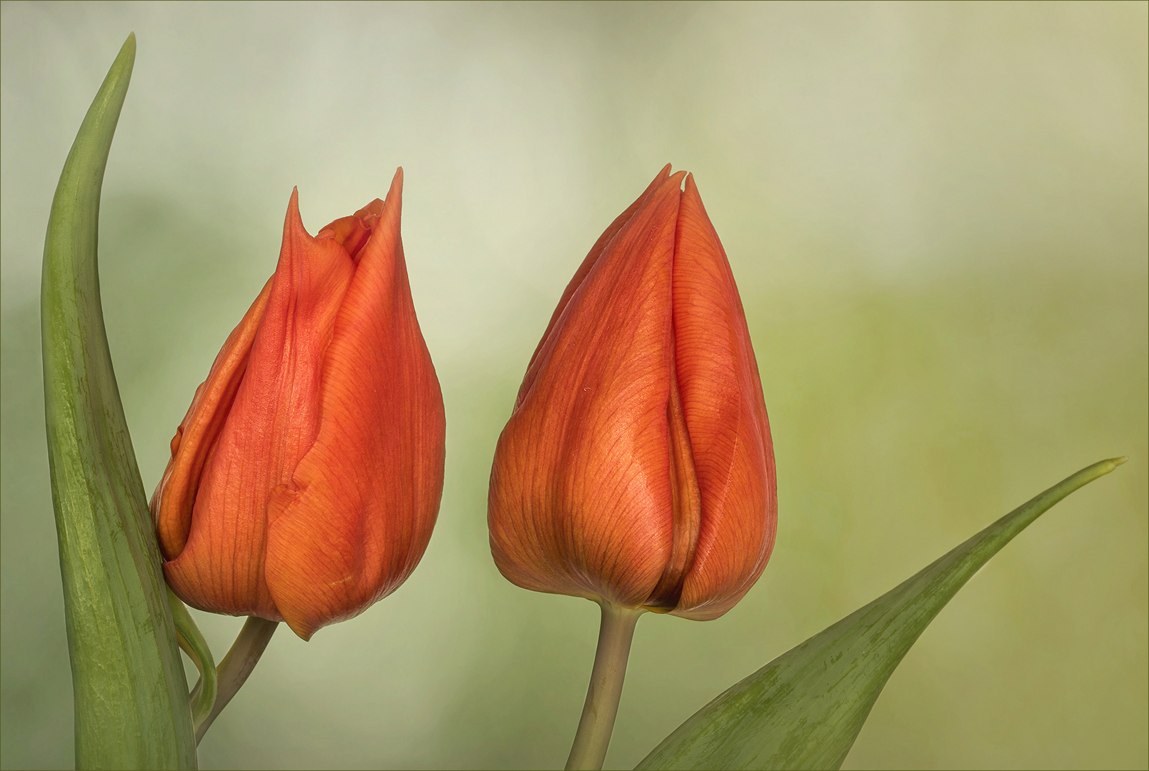 Tulpen - der feine Unterschied...