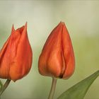 Tulpen - der feine Unterschied...