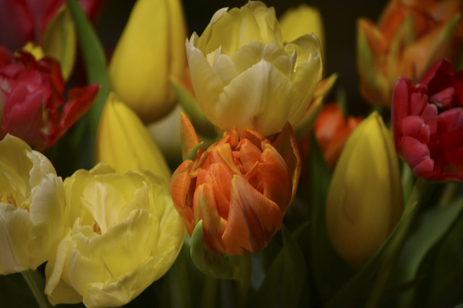 Tulpen der Freude