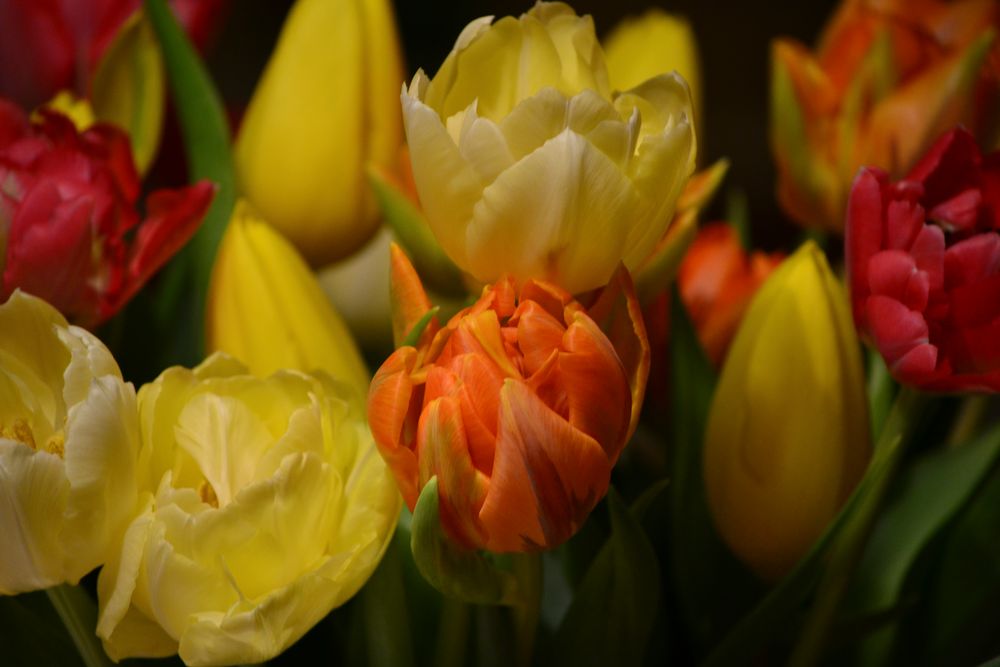 Tulpen der Freude von Holger Mühlbauer 