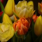 Tulpen der Freude