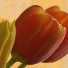 Tulpen- der Frühling wird mit Blüten herbeigezaubert