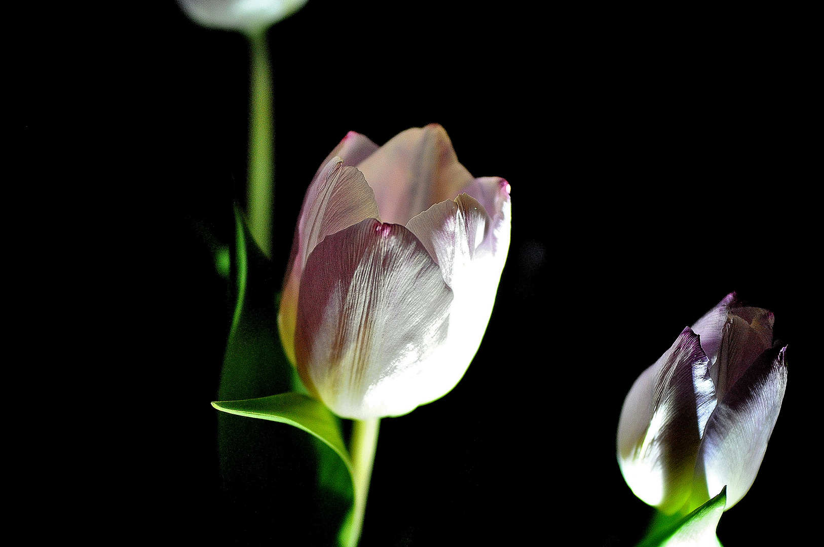 Tulpen der Nacht