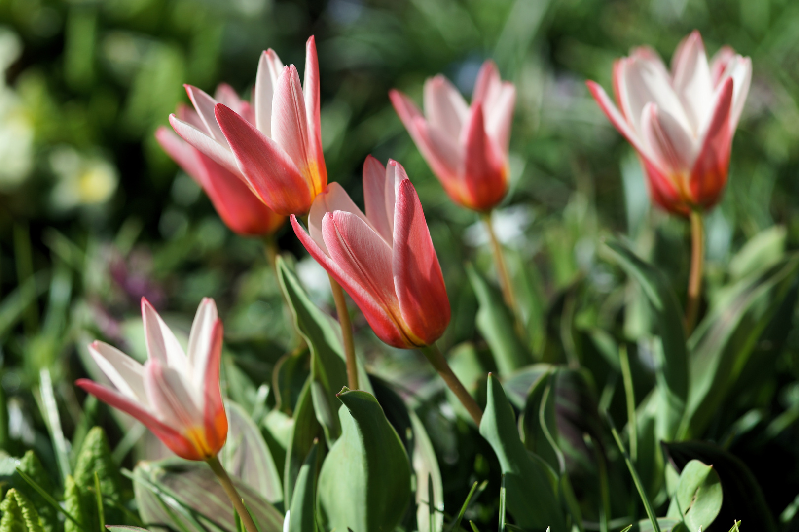 Tulpen .... der Sonne entgegen