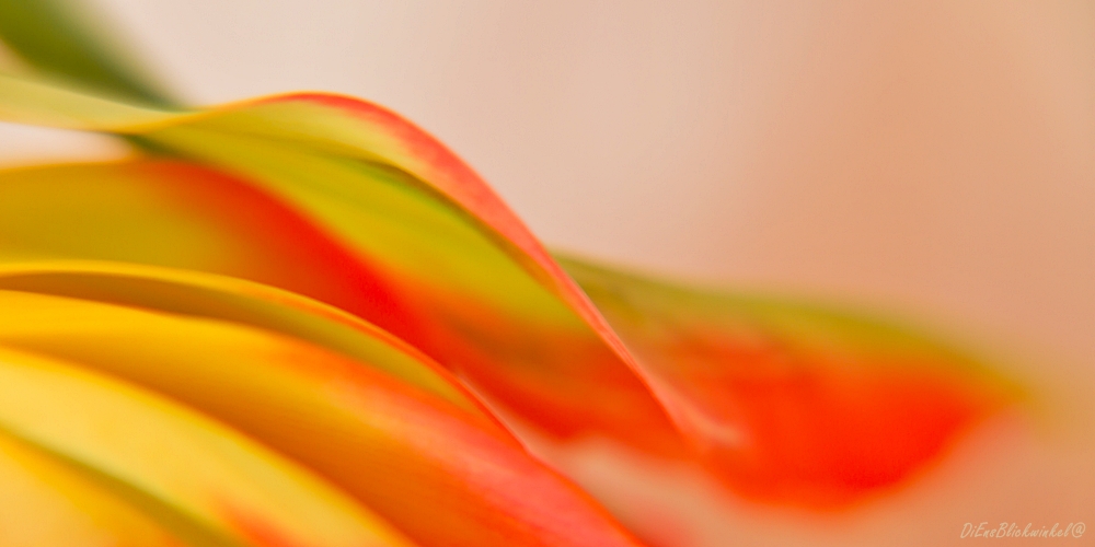 * Tulpen Detail *