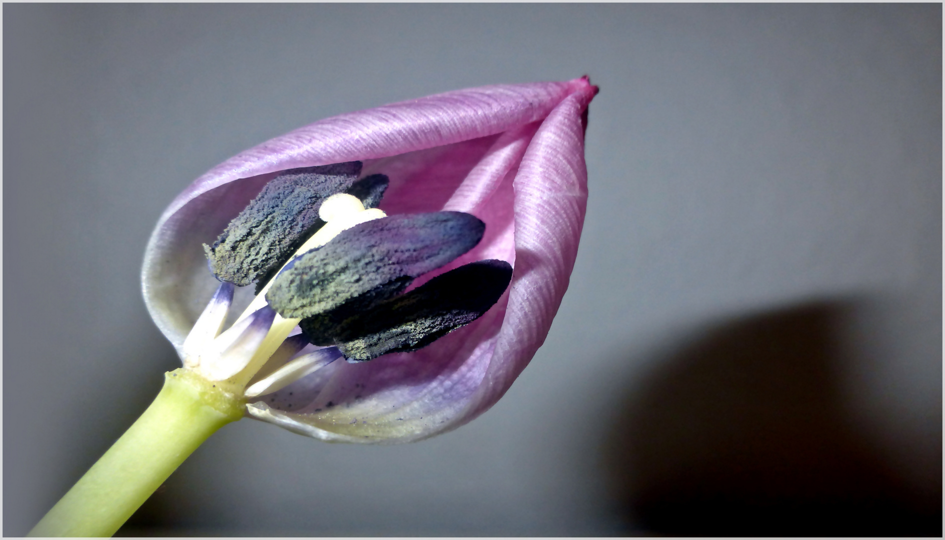 Tulpen-Detail