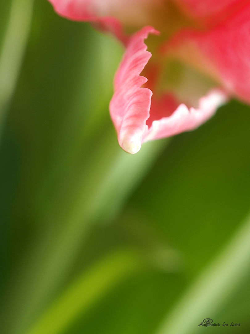 Tulpen - Detail