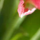 Tulpen - Detail