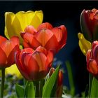 Tulpen