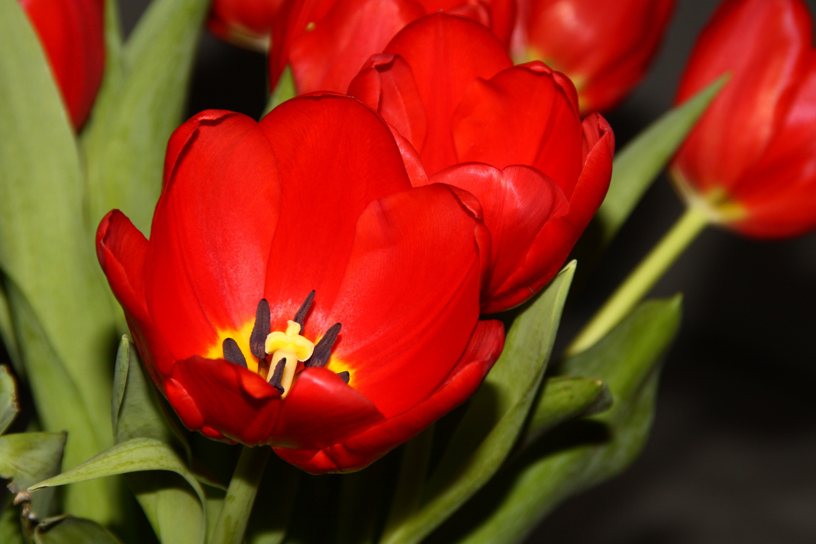 Tulpen