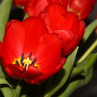 Tulpen