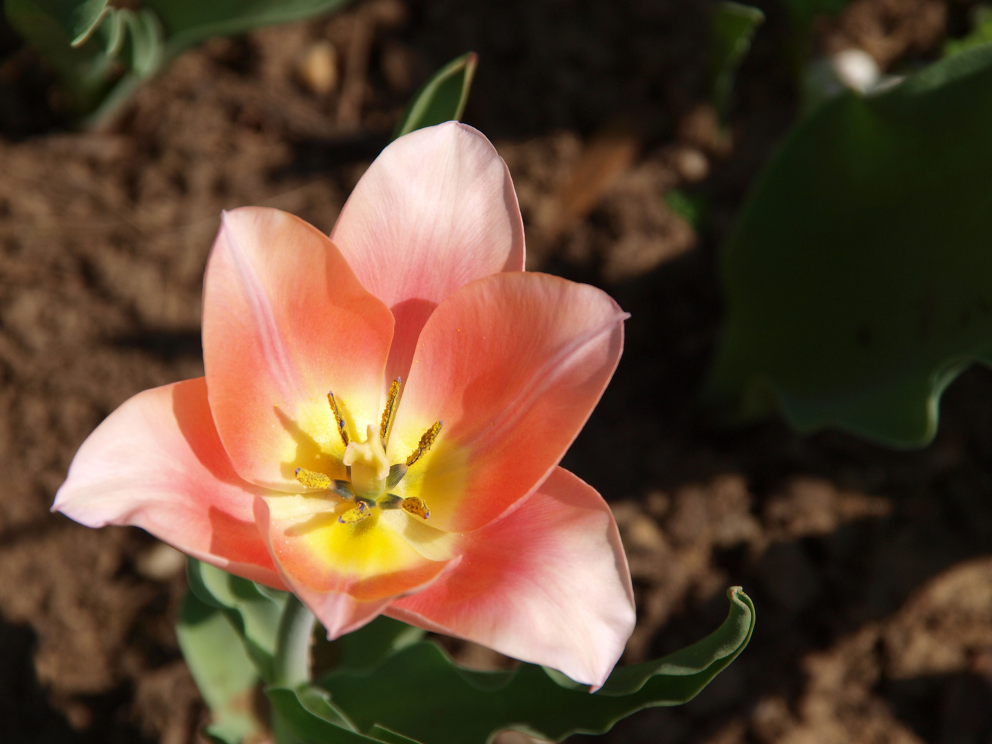 Tulpen die bei mir im garten gewachsen sind, heute schau ich sie nur mehr