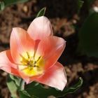 Tulpen die bei mir im garten gewachsen sind, heute schau ich sie nur mehr