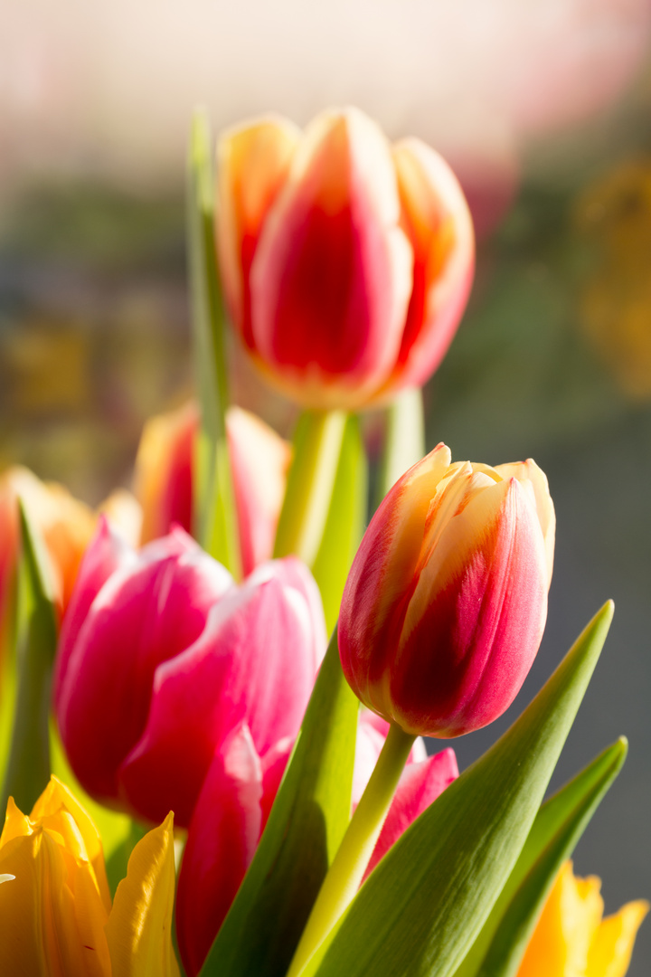 Tulpen die Boten des Frühsommers