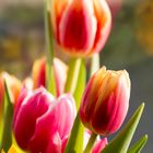 Tulpen die Boten des Frühsommers