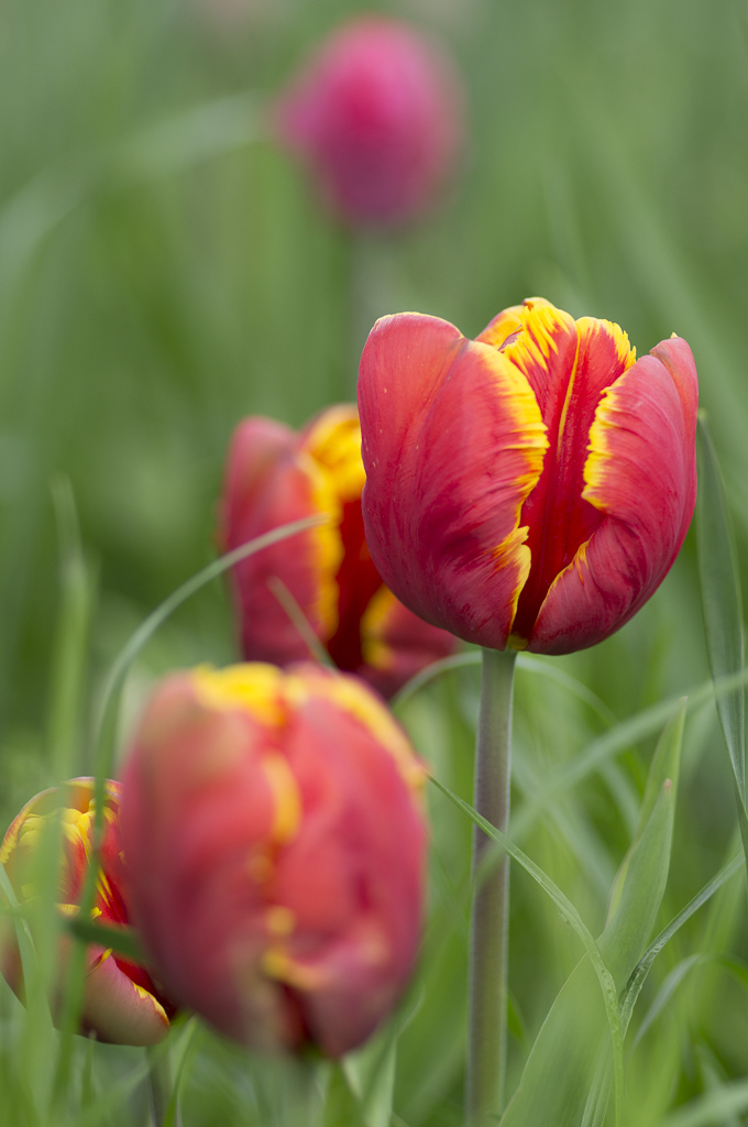 Tulpen die Erste