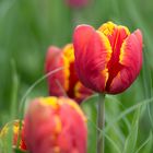 Tulpen die Erste