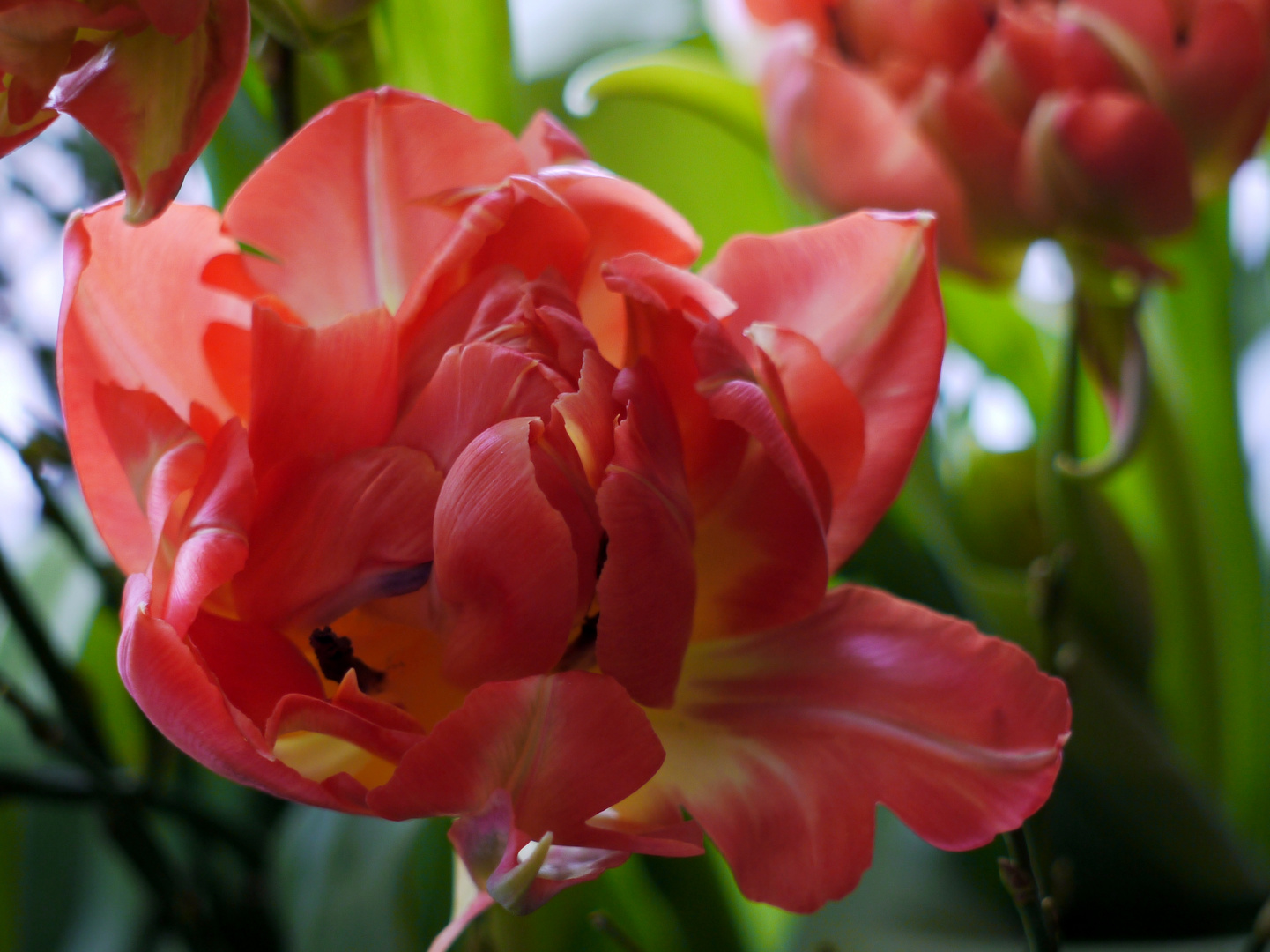 Tulpen, die ersten Frühlingsvorboten