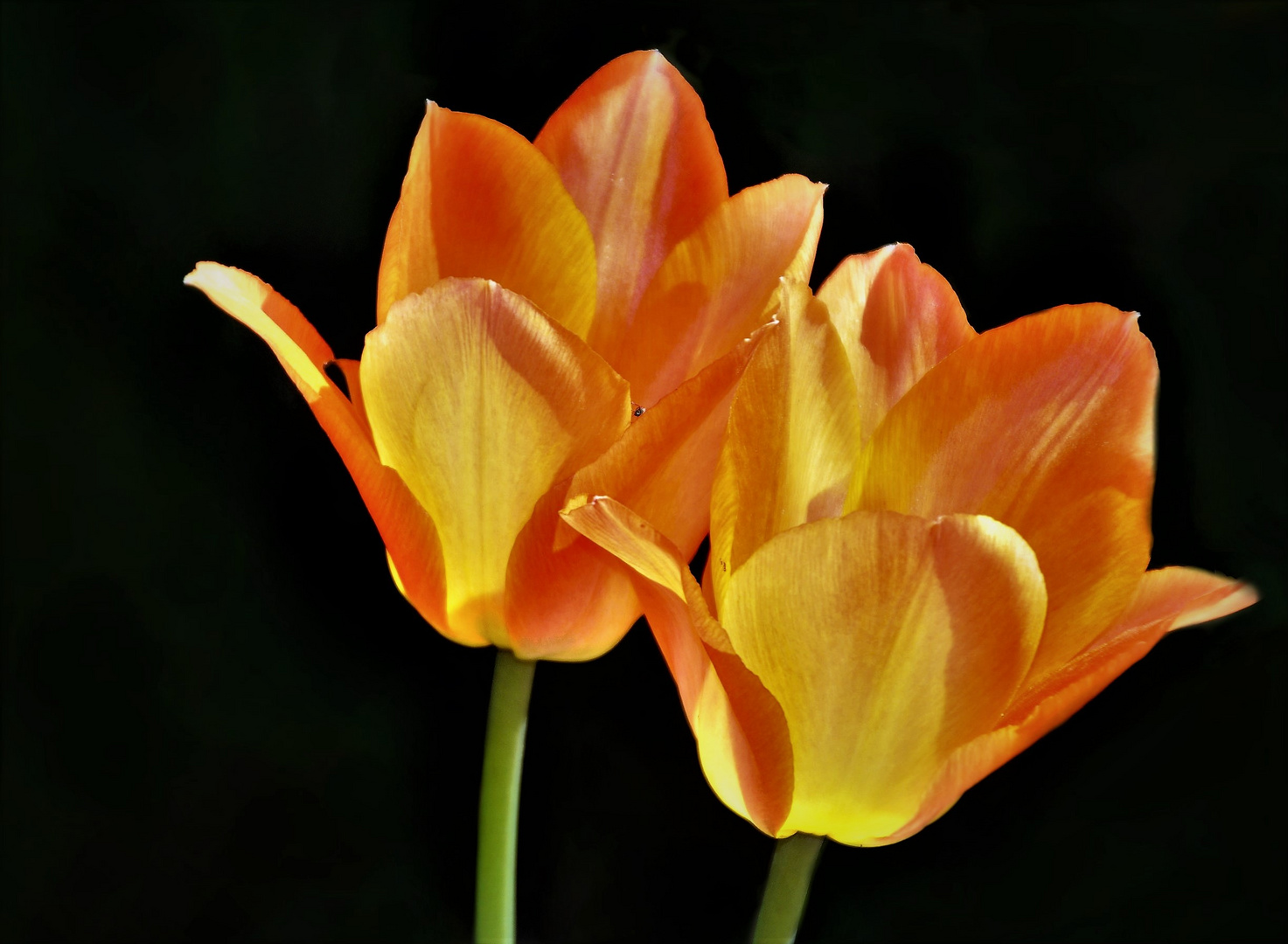 Tulpen die Frühblüher im Garten