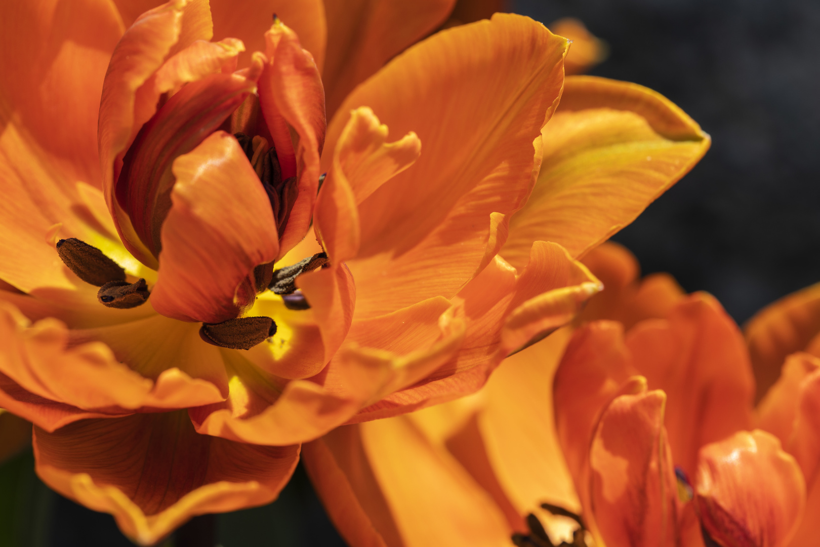 Tulpen - die schönste Frühlingsblume