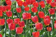 Tulpen diesmal knallig rot..