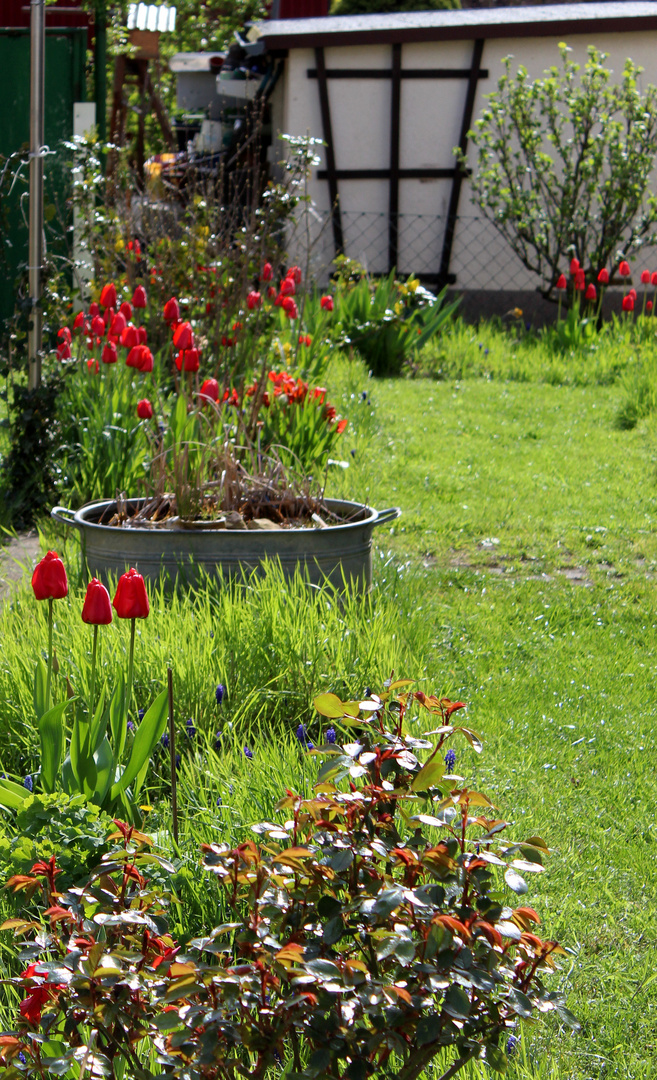 Tulpen dominieren das Bild im Moment