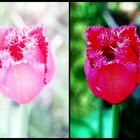 Tulpen-Doppel