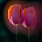 Tulpen Doppel