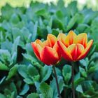 Tulpen-Doppelpack