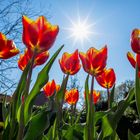 Tulpen DSC06999_2