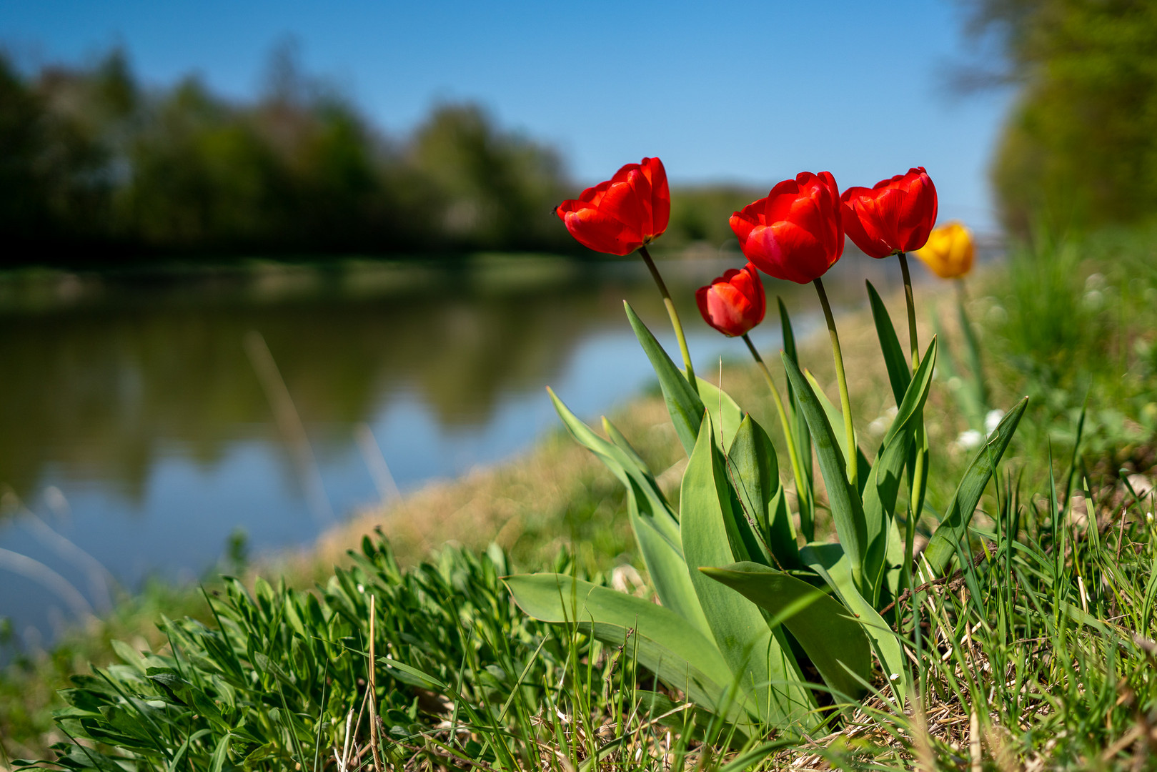 Tulpen DSC07101