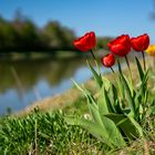 Tulpen DSC07101