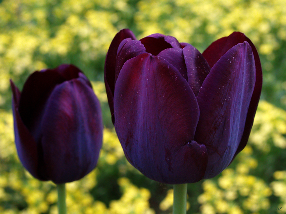 *Tulpen - dunkel*