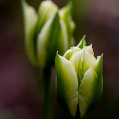 Tulpen-Duo