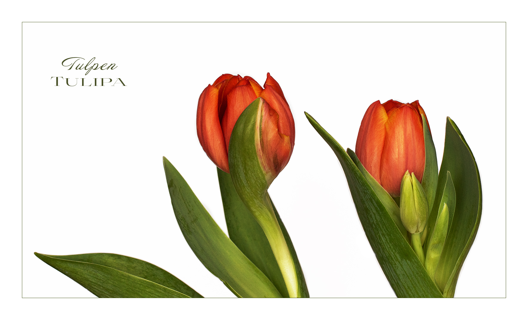 Tulpen - Duo...