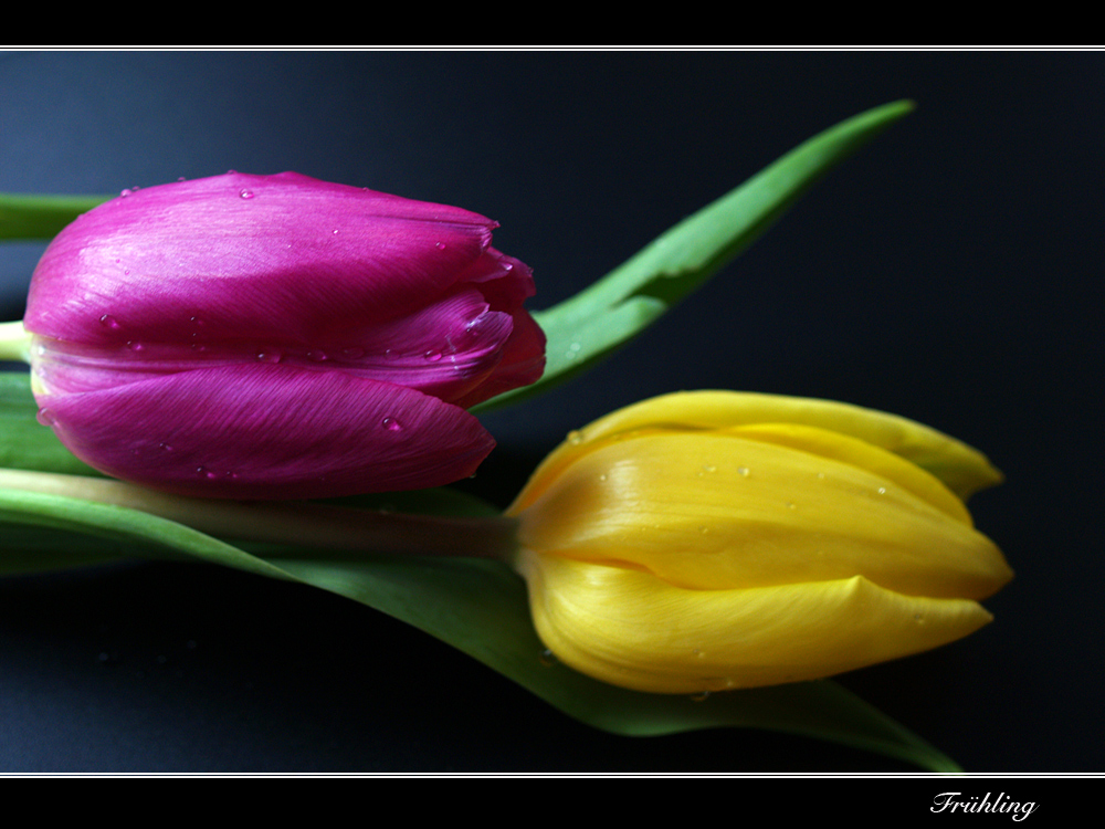 *Tulpen-Duo*