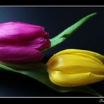 *Tulpen-Duo*