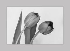 Tulpen Duo.....